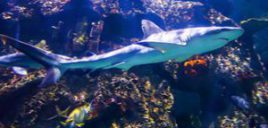 Shark Reef aquarium à Las Vegas