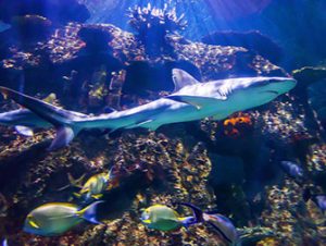 Shark Reef aquarium à Las Vegas