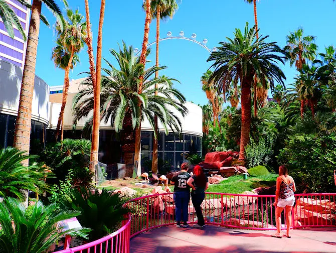 Jardin du Flamingo Hotel à Las Vegas
