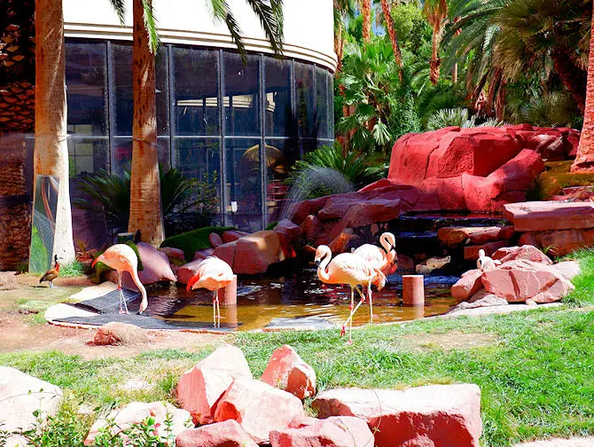 Flamant rose au Flamingo Hotel à Las Vegas